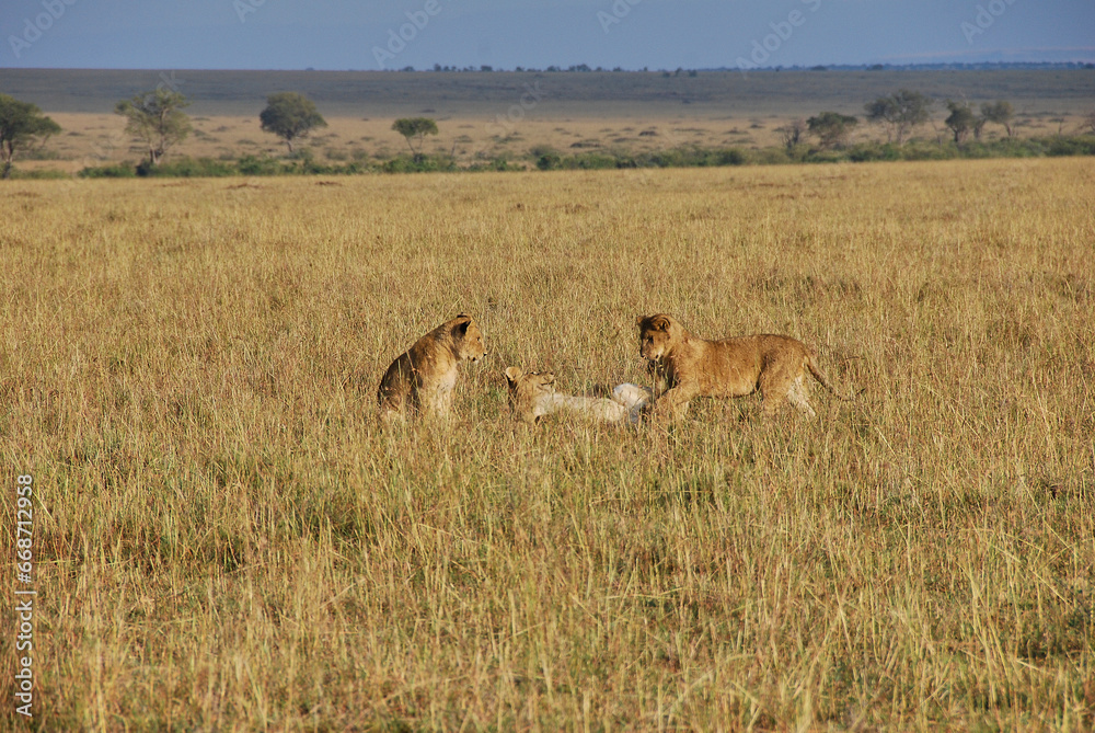 lion cubs, Panthera leo, in the Maasai Mara. lion cubs, Panthera leo, in the Maasai Mara.