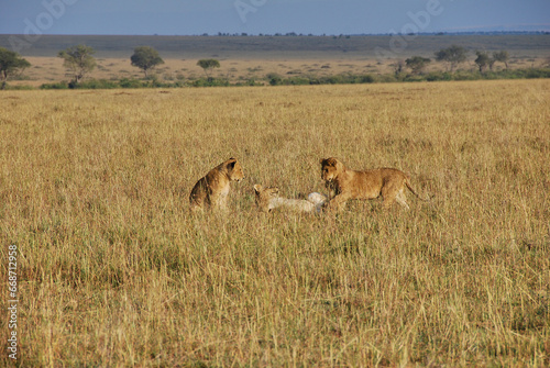 lion cubs  Panthera leo  in the Maasai Mara.