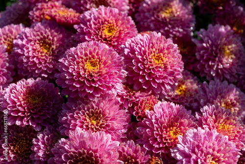 close-up of pink Chrysanthemum flowers in the sun