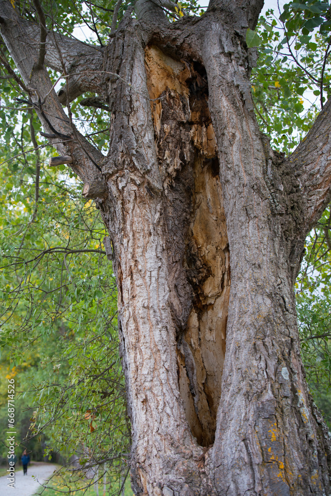 Tree trunk damaged after storm with lightning. Rascafría, Spain Tree trunk damaged after storm with lightning. Rascafría, Spain