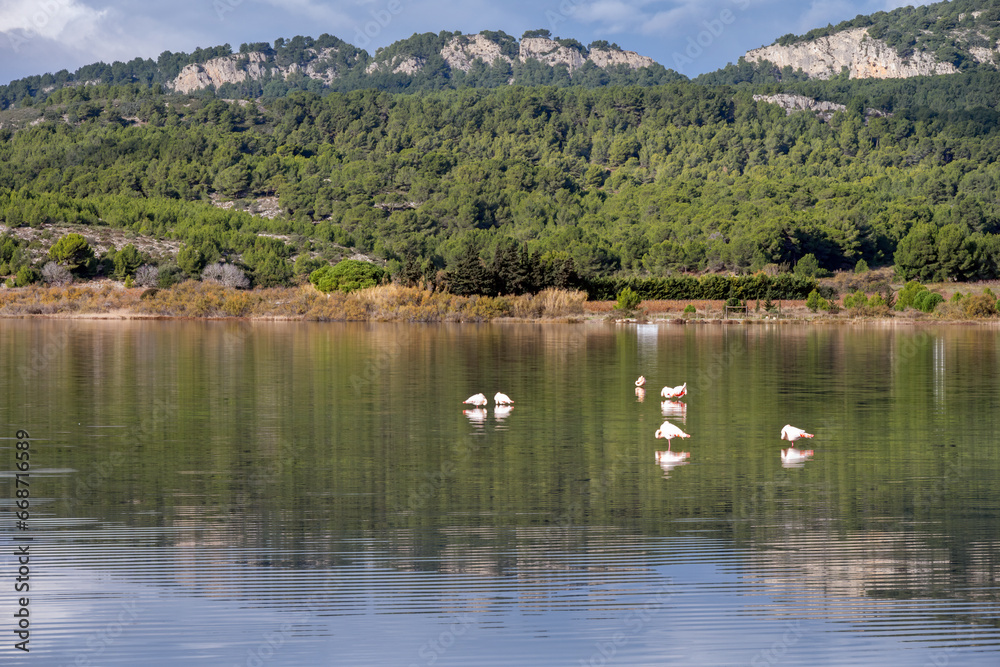 Pink flamingos in the étang of Gruissan (Gruissan lake), Occitania, France Pink flamingos in the étang of Gruissan (Gruissan lake), Occitania, France