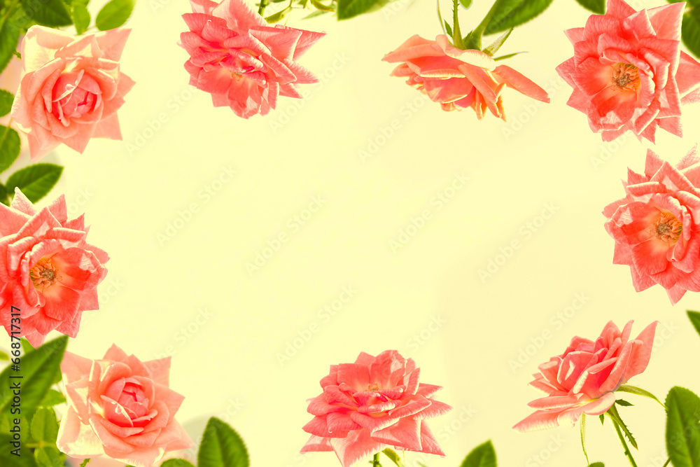 Bright colorful flower rose. floral background