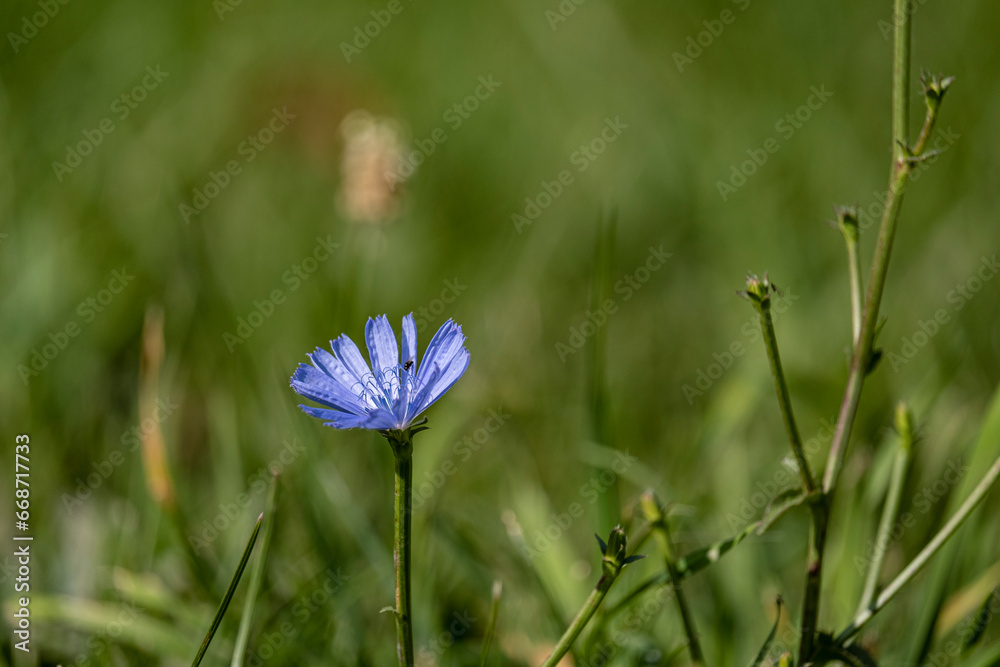 Wild lonely chicory flower on a grass background. Wild lonely chicory flower on a grass background.