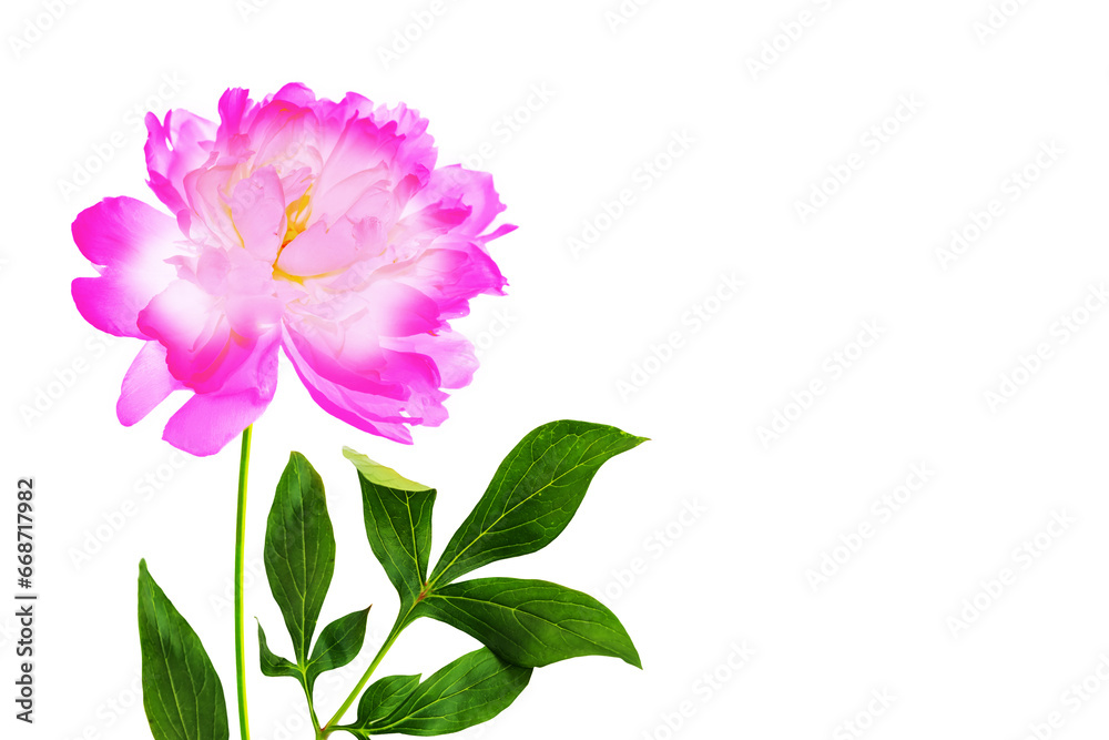 Colorful bright flower peony. nature