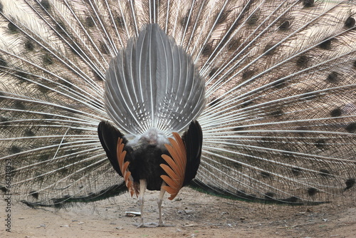 Back of peacock in front of white background