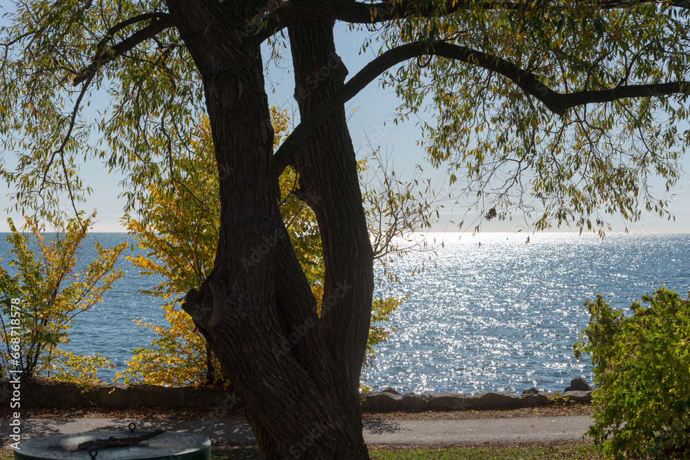 Fototapeta premium near silhouette willow tree and view of lake with the sun shining down
