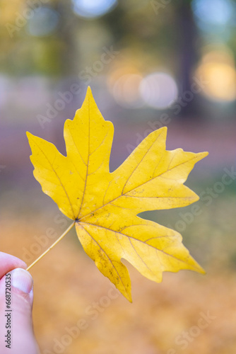 Yellow maple leaf in hand against the background of the forest.