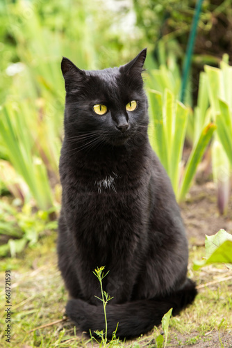 Bombay black cute cat portrait close up in green grass garden in nature