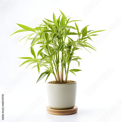 bamboo plant in pot isolated on white 