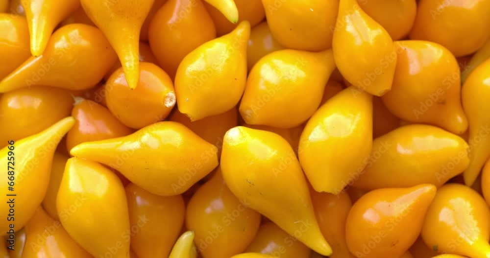 Fresh homegrown Biquinho Yellow. Brazilian mild peppers background textture. Table spin