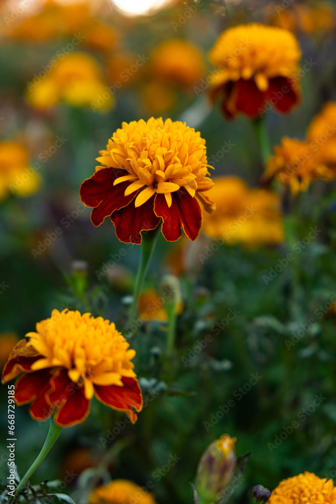 Marigolds are orange and yellow autumn flowers of the Asteraceae family, Tagetes patula. Marigolds are orange and yellow autumn flowers of the Asteraceae family, Tagetes patula.
