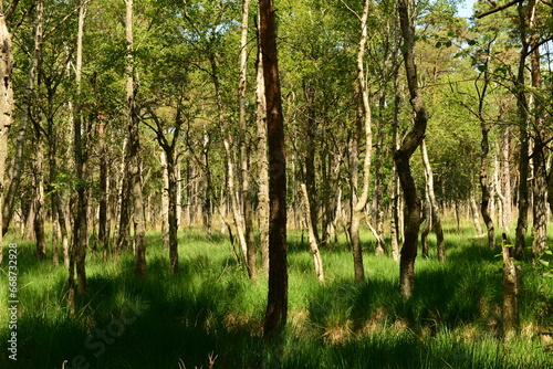 Darßwald im Sonnenlicht