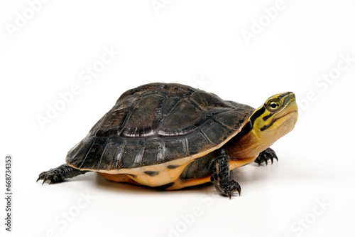 Amboina-Scharnierschildkröte // Amboina box turtle (Cuora amboinensis) 