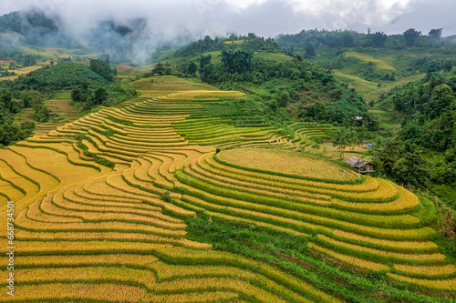Aerial view of rice field or rice terraces , Sapa, Vietnam. Suoi Thau village