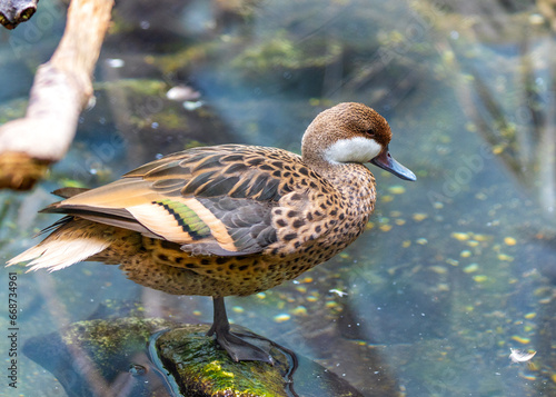 Photography White-cheeked Pintail (Anas gibberifrons) Spotted Outdoors