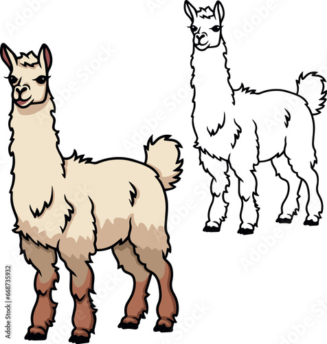 Cute llama 