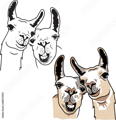 Cute llamas head