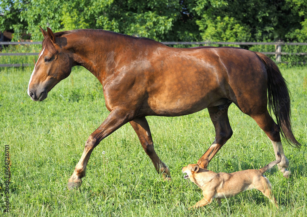 Obraz premium Chestnut horse and dog running across a field together