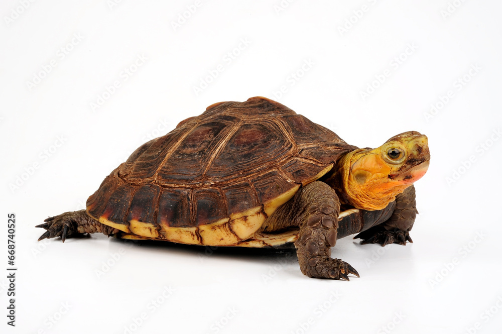 Obraz premium Chinese box turtle // Gelbrand-Scharnierschildkröte (Cuora flavomarginata)