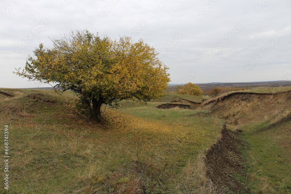 A tree in a field