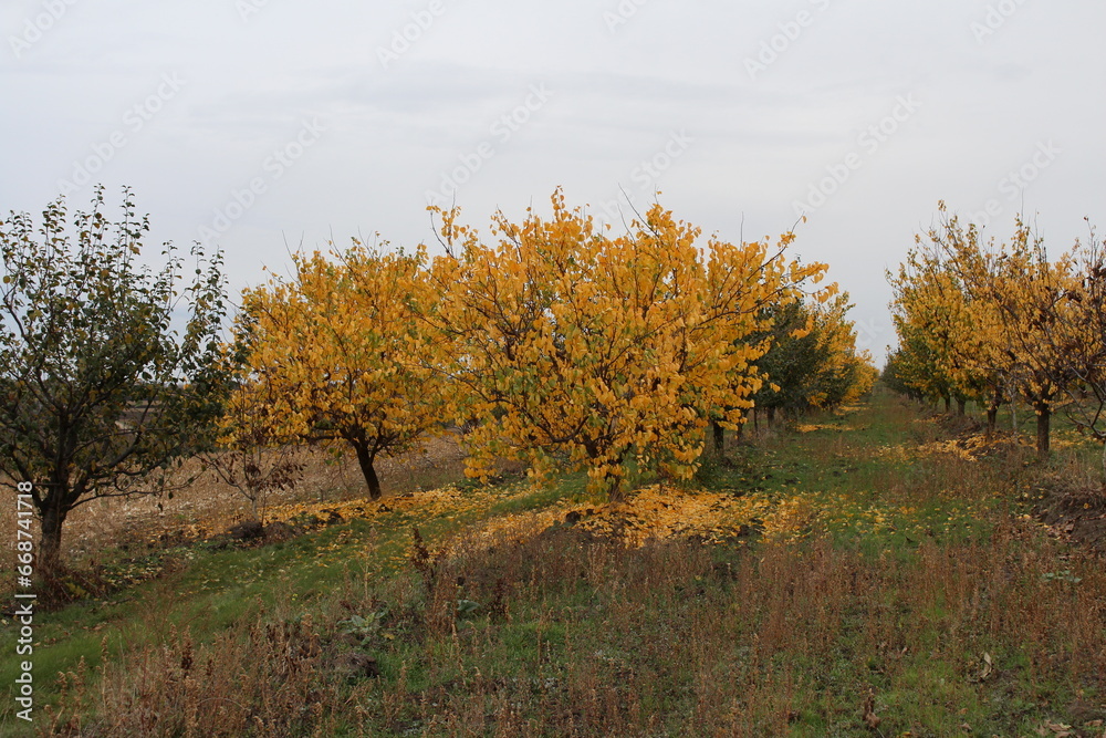 A group of trees in a field