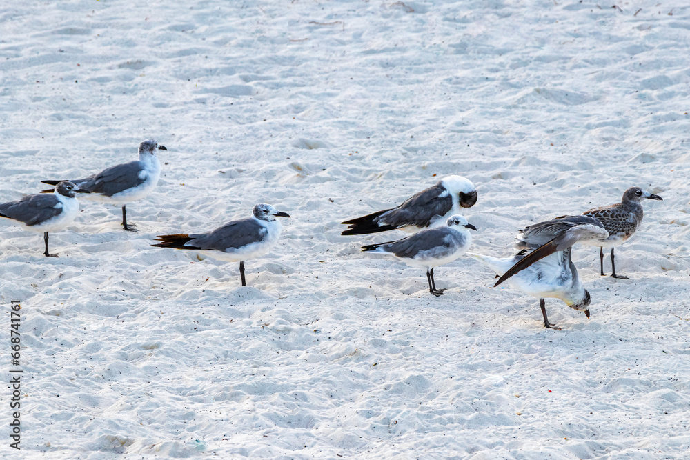 Fototapeta premium Seagull Seagulls walking on beach sand Playa del Carmen Mexico.