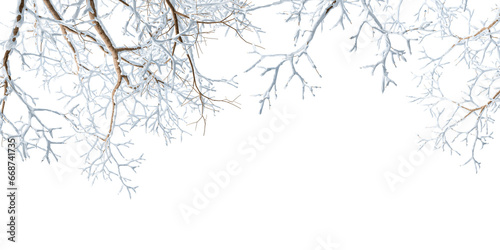 Snow tree branch isolated on white background © Buffstock