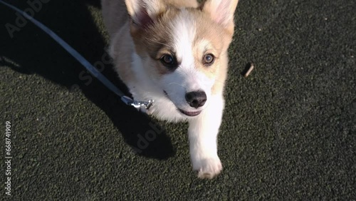 Close-up A small Pembroke Welsh Corgi puppy on a leash runs towards the camera in a city park on a sunny day. View from above. Happy little dog. Concept of care, animal life, health, show, dog breed
