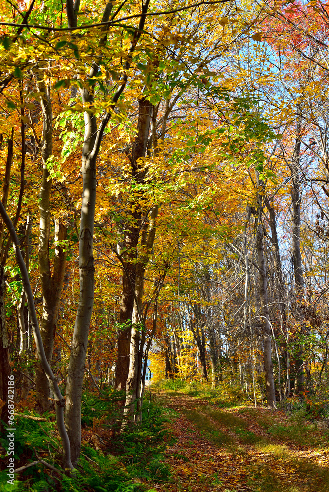 Fototapeta premium Autumn Forest Walk