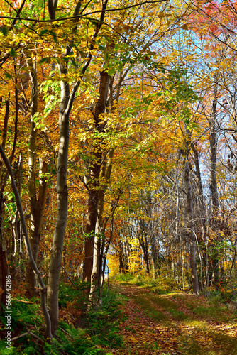 Autumn Forest Walk © David
