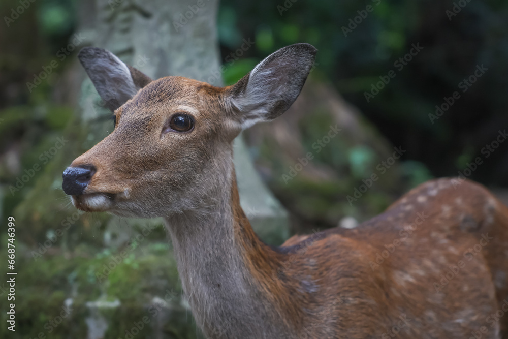 Nara Park Deer