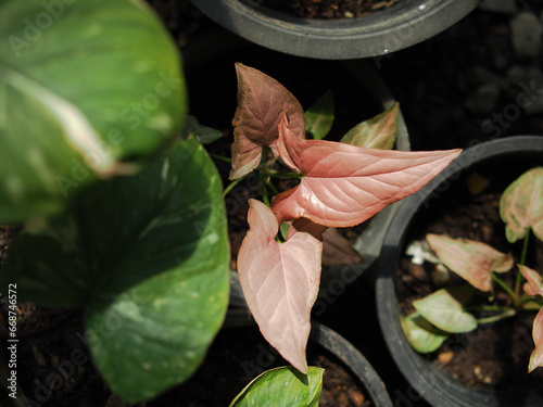 vareigated plants sygoniume and scindapsus splash silver green and bueaty plants photo