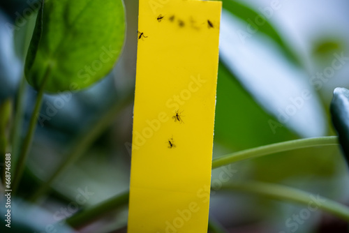 Fungus gnats stuck on yellow sticky trap closeup. Non-toxic flypaper for Sciaridae insect pests around Pilea peperomioides houseplant at home garden. Eco plant pest control indoor. 