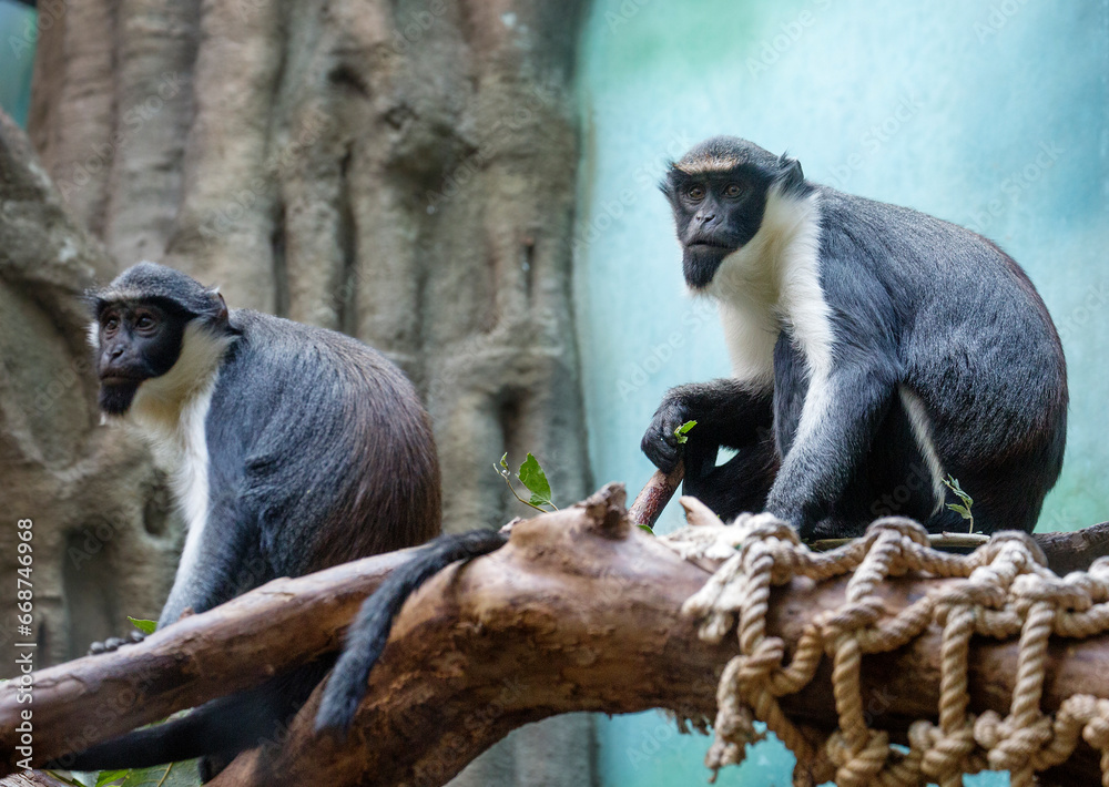 Diana monkey (lat. Cercopithecus diana). This is one of the most ...