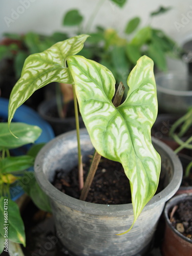 vareigated plants sygoniume and scindapsus splash silver green and bueaty plants photo