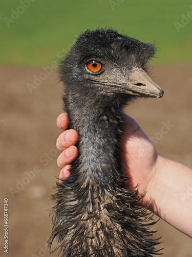 Straußen, Straußenportraits, Emu der gestreichelt wird photo