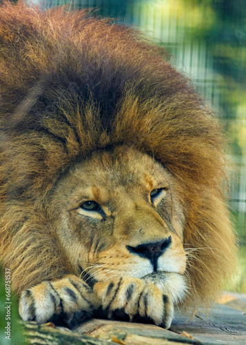 Fototapeta Naklejka Na Ścianę i Meble -  African Lion (Panthera leo) Spotted Outdoors