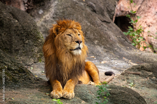 African Lion  Panthera leo  Spotted Outdoors
