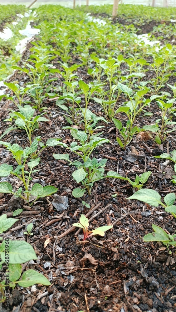 Potato plants in the seed potato production field Potato plants in the seed potato production field