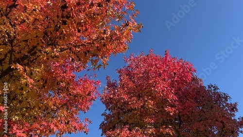Red autumn leaves American sweetgum tree Liquidambar styraciflua also known as American storax. photo