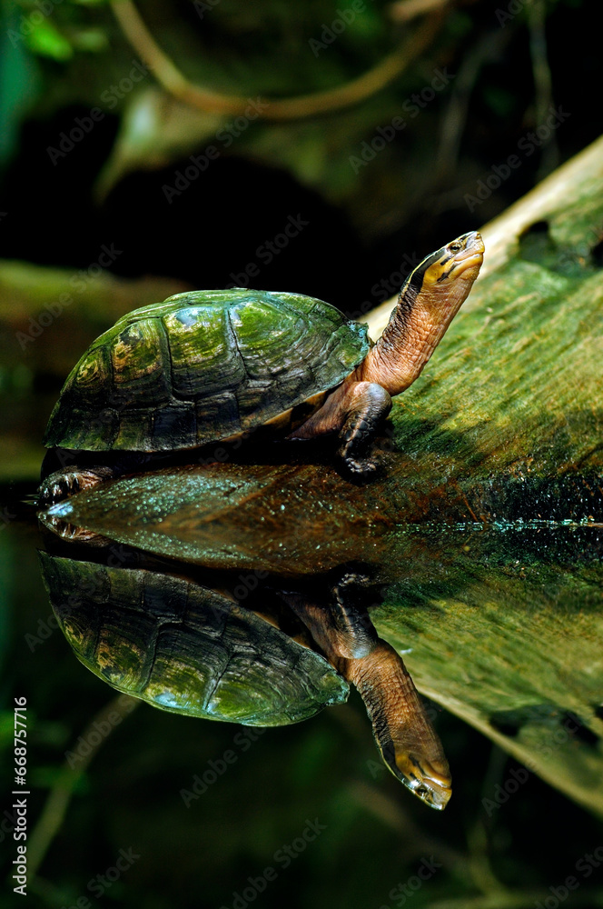 Amboina box turtle // Amboina-Scharnierschildkröte (Cuora amboinensis) Amboina box turtle // Amboina-Scharnierschildkröte (Cuora amboinensis)