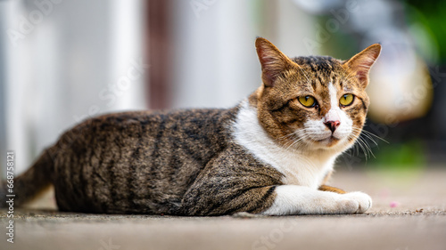 A poised calico cat sits gracefully outdoors, showcasing its vibrant mix of white, orange, and gray fur. With keen, glistening eyes, it exudes a quiet curiosity, capturing the essence of feline allure