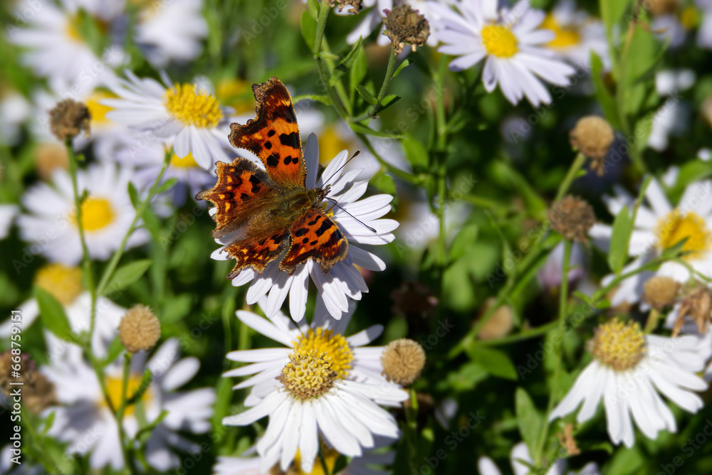 Comma butterfly (Polygonia c-album) perched on a daisy in Zurich, Switzerland Comma butterfly (Polygonia c-album) perched on a daisy in Zurich, Switzerland