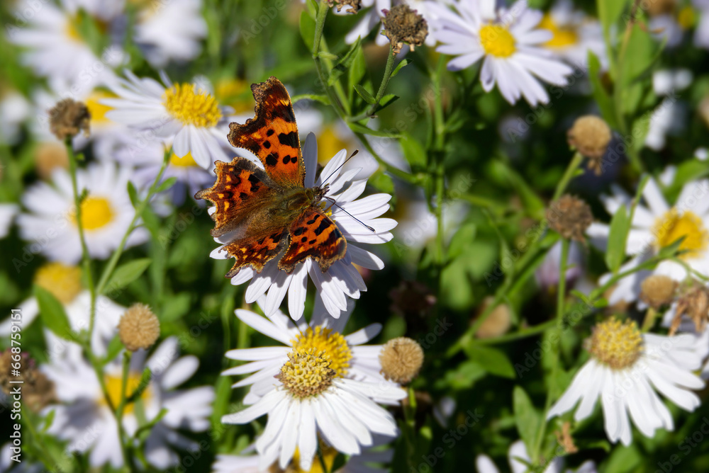 Comma butterfly (Polygonia c-album) perched on a daisy in Zurich, Switzerland