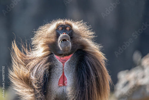 Close up of a male Gelada monkey (Theropithecus gelada) in Simien mountains, Ethiopia photo