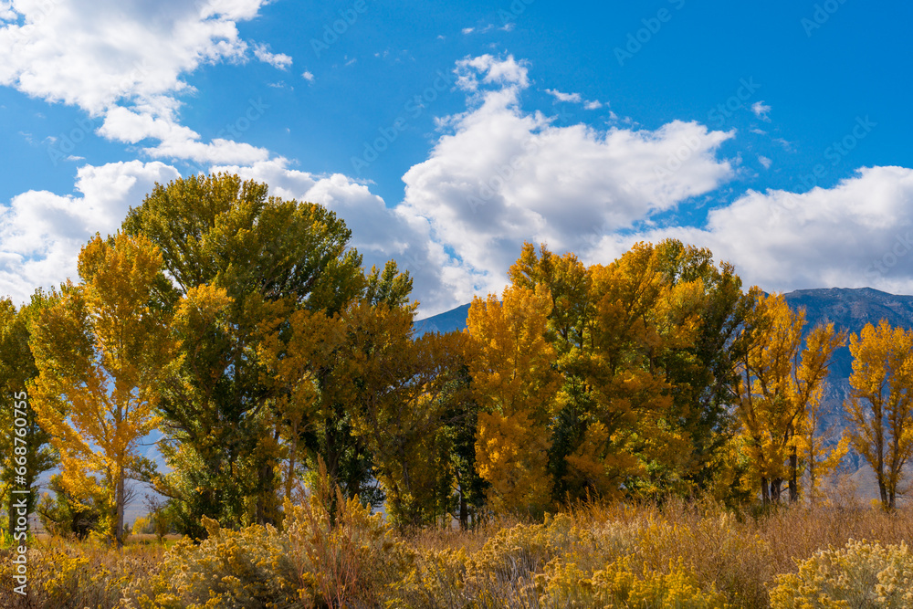 Naklejka premium Large cottonwood and poplar trees turning into their autumn yellow colors in the Owens Valley outside of Bishop California. Round valley, blue sky, scattered clouds.