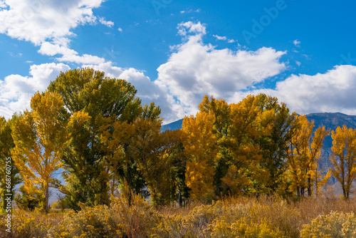 Large cottonwood and poplar trees turning into their autumn yellow colors in the Owens Valley outside of Bishop California. Round valley, blue sky, scattered clouds.