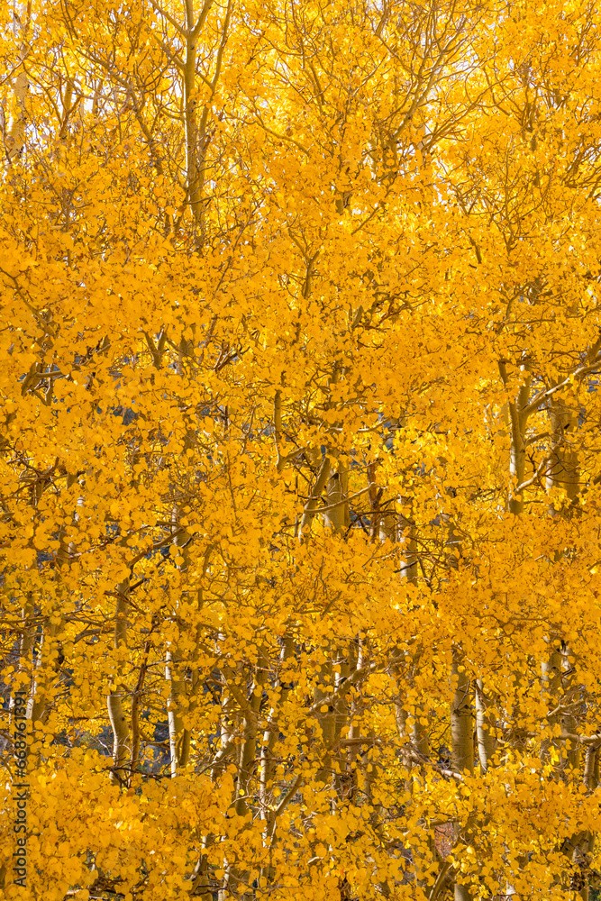 Fototapeta premium Forrest of Aspens turning a bright yellow rock creek, outside of bishop, california, in the eastern sierra nevada mountains.