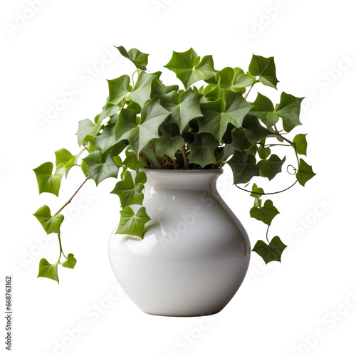 ivy plant in a vase transparent background photo