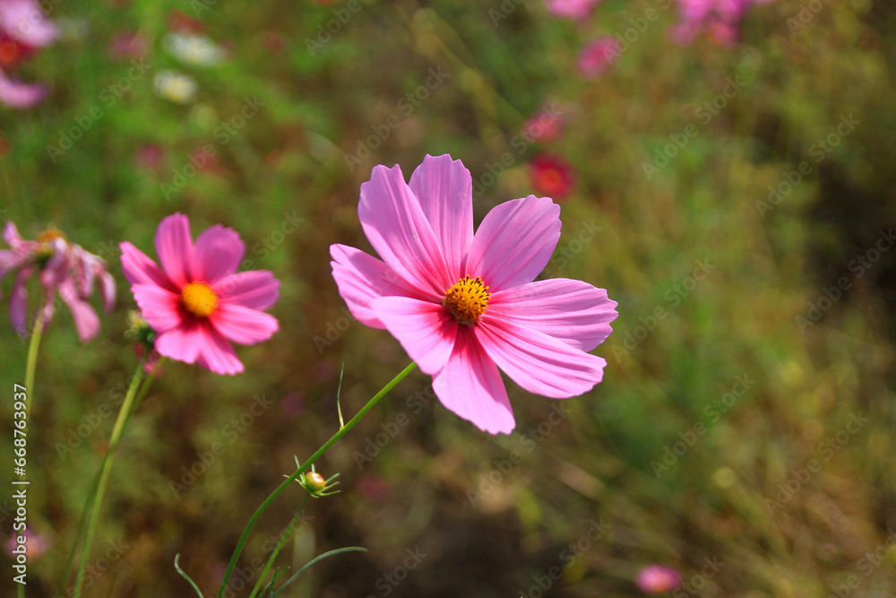 Fototapeta premium 秋の日差しを受けて咲くピンクのコスモス
